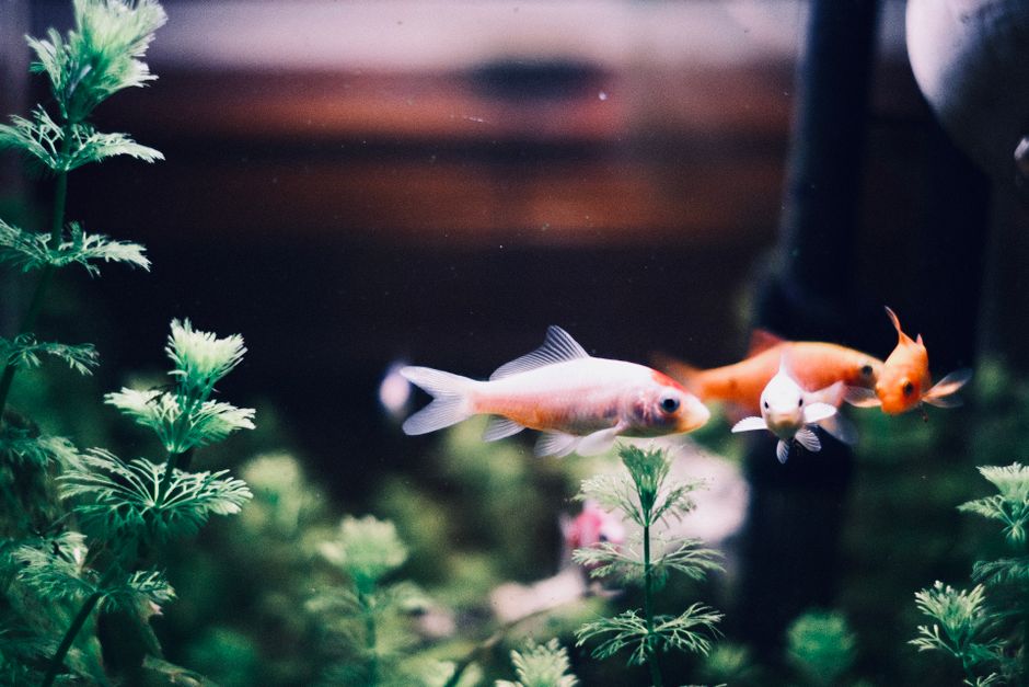 Thiết Bị Điều Hòa Nhiệt Độ Bể Cá: Hướng Dẫn Chọn Lựa & Lắp Đặt Cho Aquascapers Việt Nam