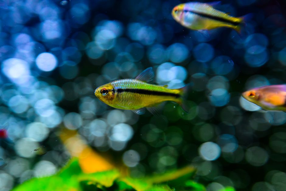 Mua Cá Cảnh Nước Ngọt Chất Lượng Cao: Hướng Dẫn Chọn Lọc Cho Aquarist