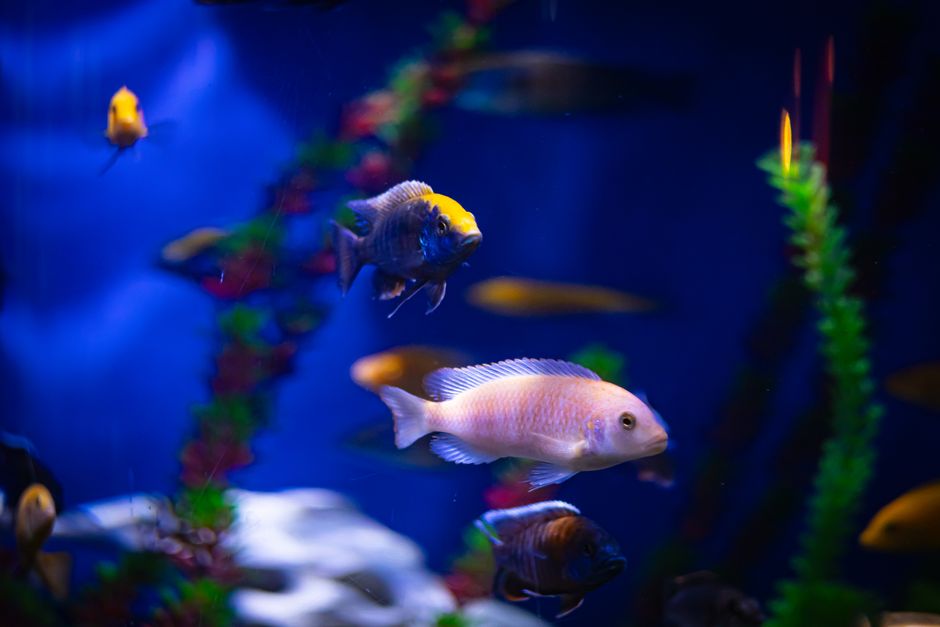 Planted aquarium aquascape