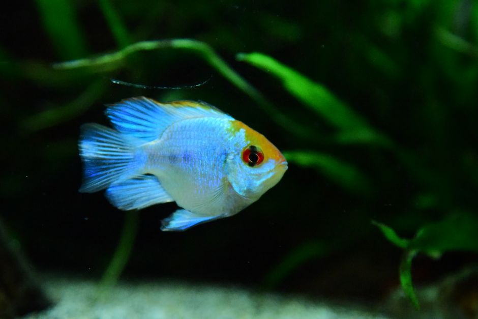 Chọn Cỏ Nước và Trang Trí Bể Cá Đẹp: Hướng Dẫn Aquascape Hoàn Chỉnh Cho Người Mới