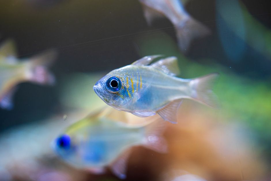 Kiến Thức Về Điều Kiện Nước Cho Cá Nhiệt Đới — Hướng Dẫn Hoàn Chỉnh Cho Aquarist