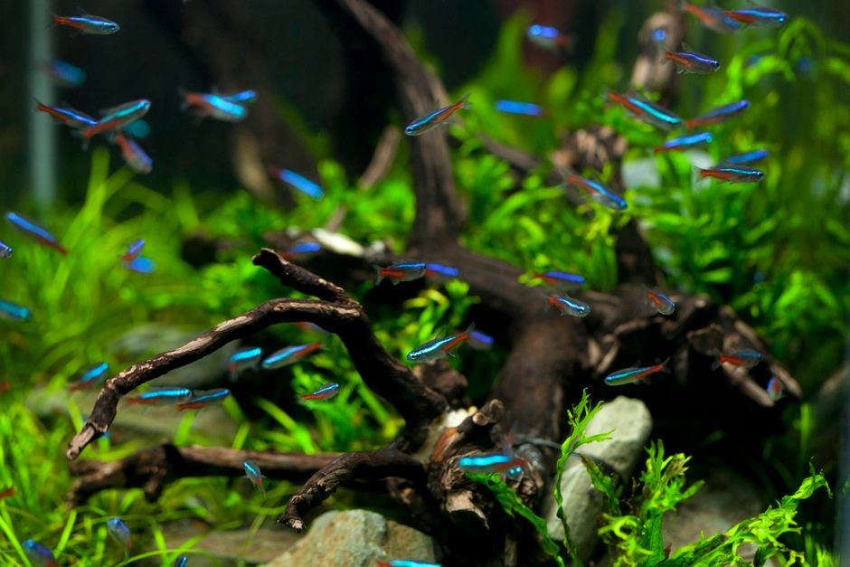 Mua Bộ Complete Aquarium Setup Giá Rẻ: Hướng Dẫn Chọn Bể Cá Hoàn Chỉnh Cho Người Mới Bắt Đầu